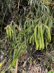 Gleicheniaceae