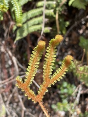Gleicheniaceae