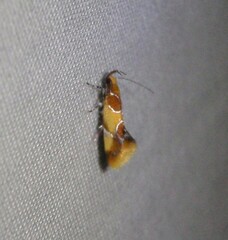 Epicallima argenticinctella
