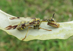 Paramantispa decorata