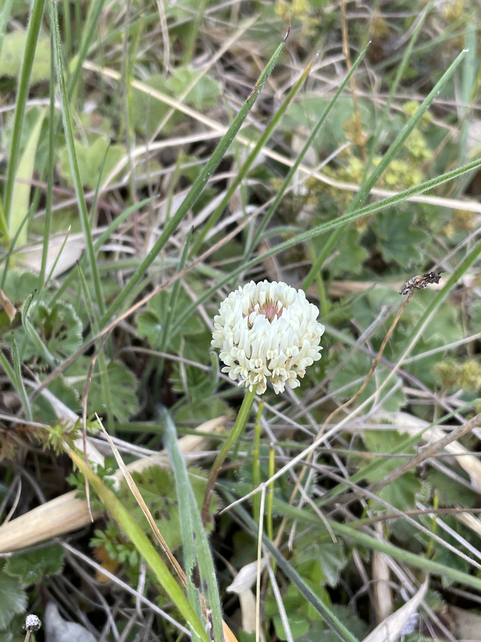 Trifolium repens image