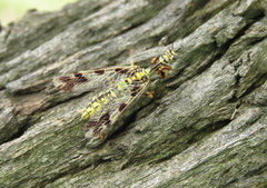 Paramantispa decorata