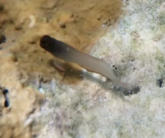 Ophioblennius macclurei