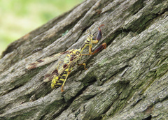 Paramantispa decorata