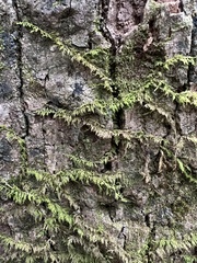 Thuidium delicatulum