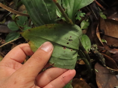 Microchilus