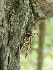 Paramantispa decorata