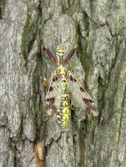 Paramantispa decorata