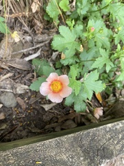 Modiolastrum lateritum