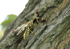 Paramantispa decorata