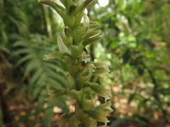 Microchilus