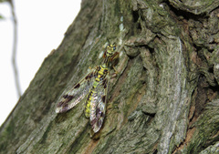 Paramantispa decorata