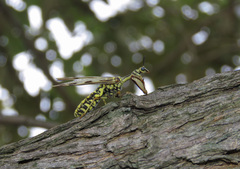 Paramantispa decorata