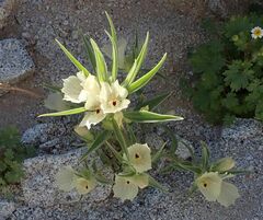 Mohavea confertiflora