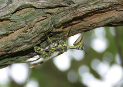 Paramantispa decorata