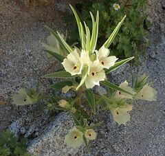 Mohavea confertiflora