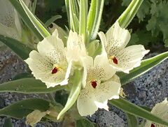 Mohavea confertiflora