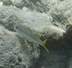 Mulloidichthys martinicus