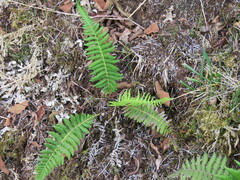 Amauropelta beddomei