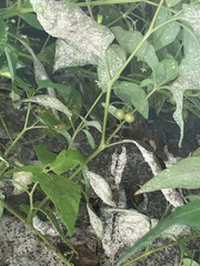 Erysiphaceae