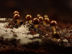 Prototrichia schroeteri