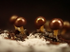 Prototrichia schroeteri