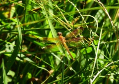 Neurothemis stigmatizans