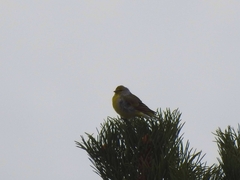 Carduelis citrinella