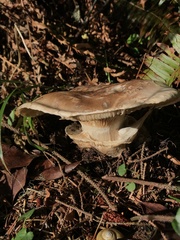 Catathelasma ventricosum