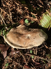 Catathelasma ventricosum
