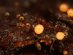 Prototrichia schroeteri