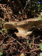 Catathelasma ventricosum