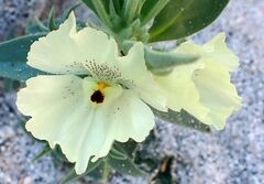 Mohavea confertiflora
