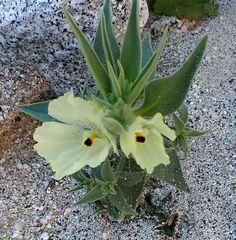 Mohavea confertiflora