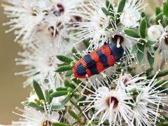 Castiarina crenata