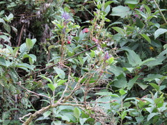 Fuchsia paniculata