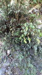 Ficus benjamina