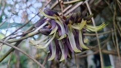 Mucuna monosperma