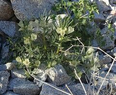 Mohavea confertiflora