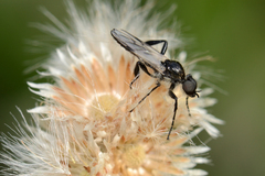 Bibio albipennis