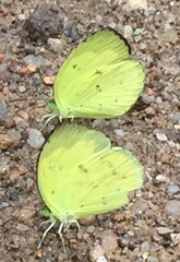 Eurema lacteola