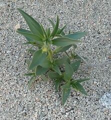 Mohavea confertiflora