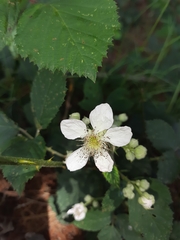 Rubus