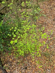 Coprosma rotundifolia