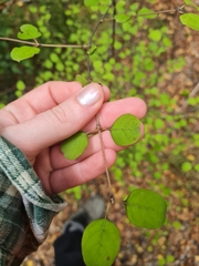 Coprosma rotundifolia