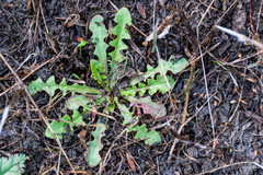 Hypochaeris glabra
