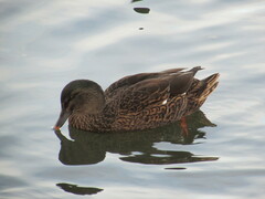 Anas rubripes × platyrhynchos