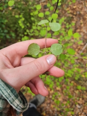 Coprosma rotundifolia