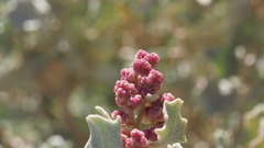 Atriplex hymenelytra