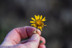 Grindelia camporum
